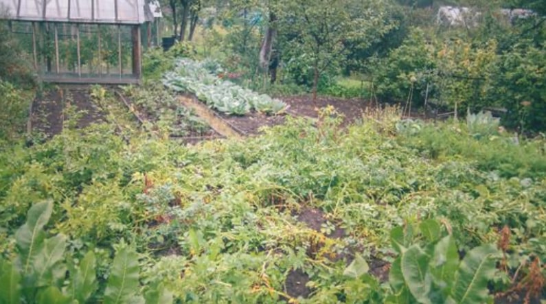 plan potager