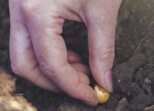 sol ideal potager