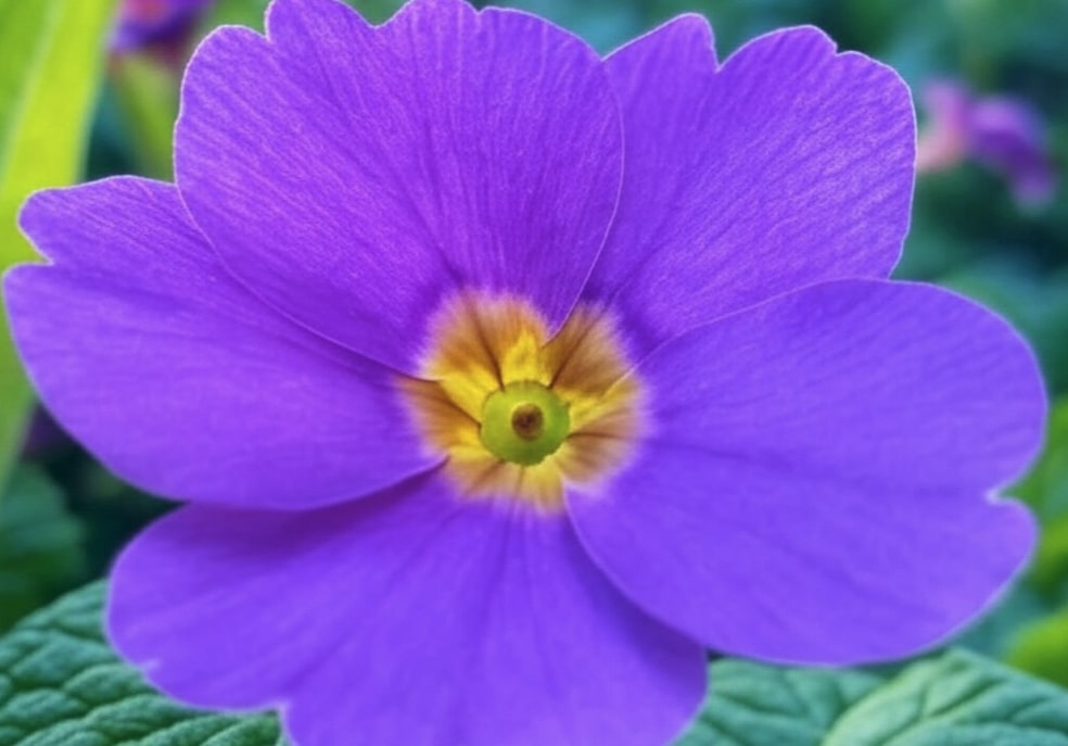 fleur violette primevere