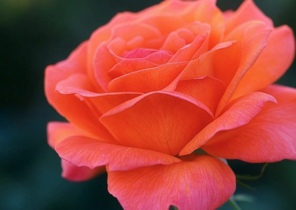 rose orange